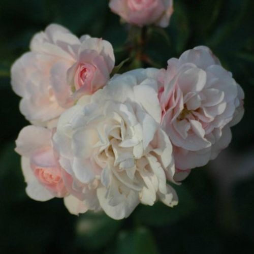 Rosa Sümeg - rosa - floribundarosen